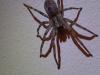 Zoropsis spinimana